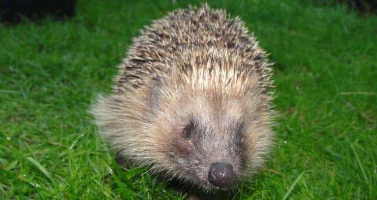 When did YOU last see a hedgehog?