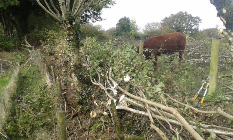 Chris Townshend – Traditional Hedgelaying