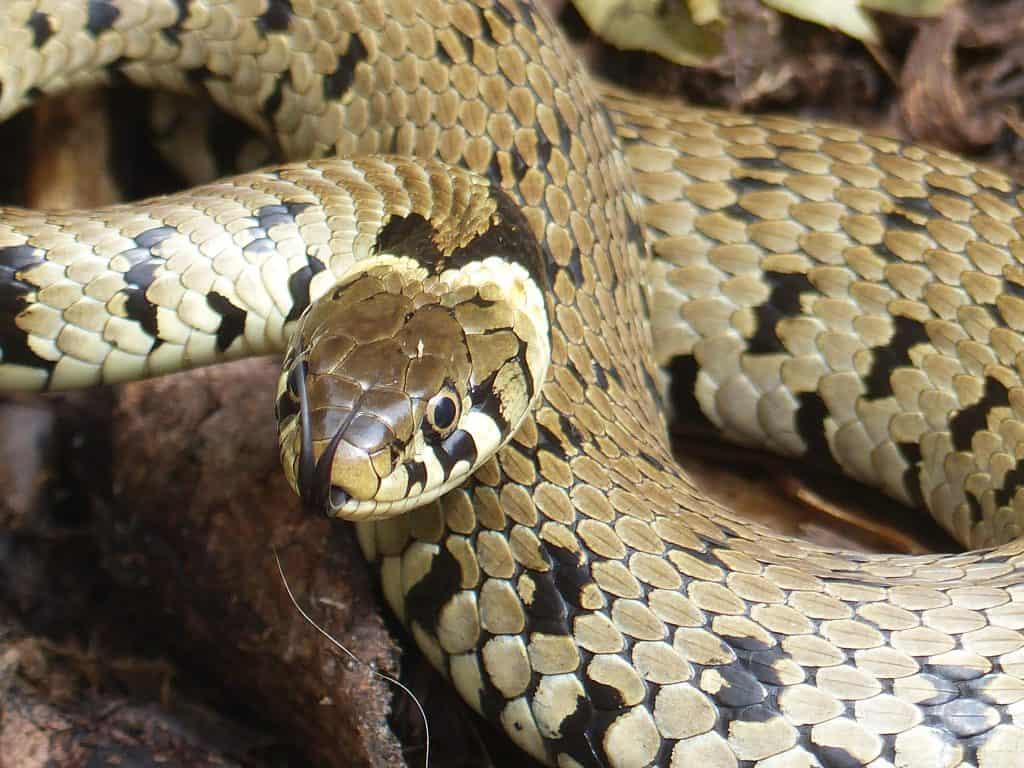 Grass Snakes in Belstone • Belstone