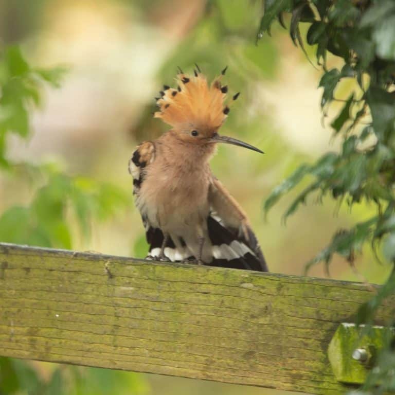 Rare Hoopoe Spotted at Corscombe