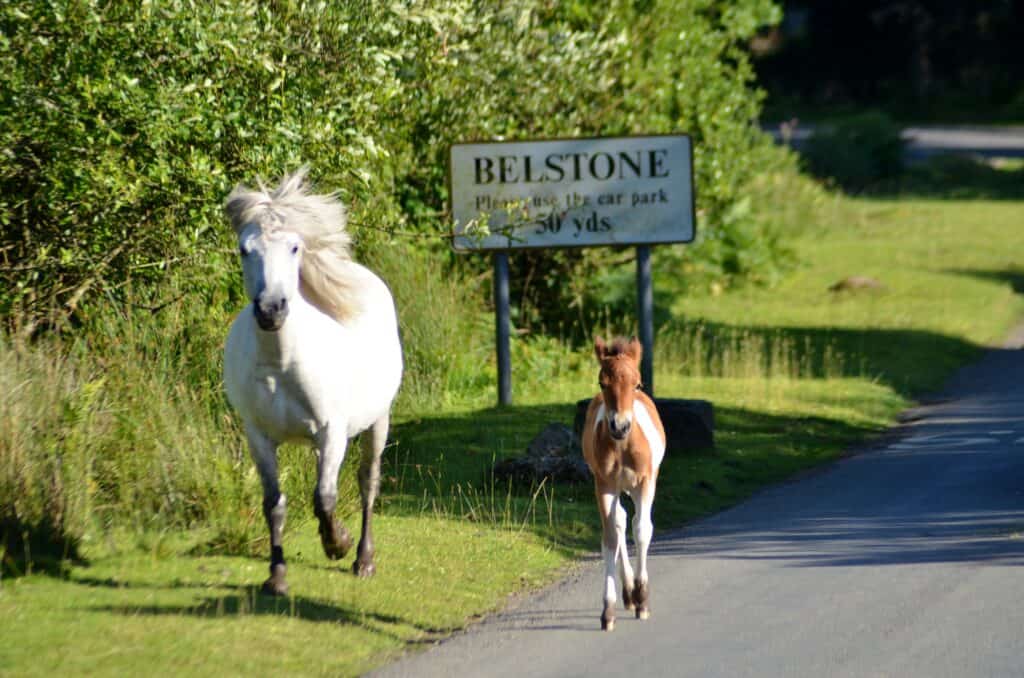 Belstone sign and horses