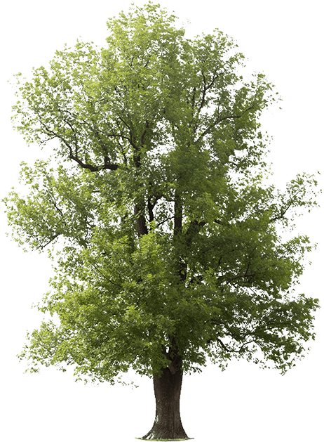 Generic image of tree