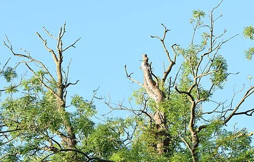 Ash Dieback Picture