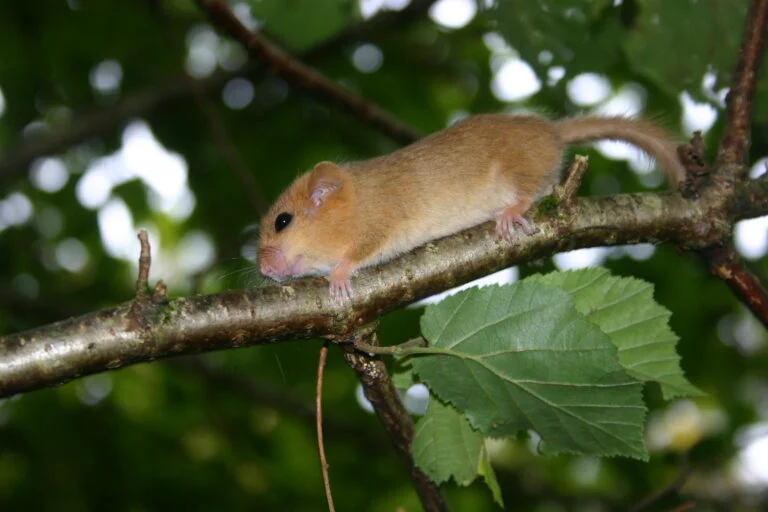 Traditional Hedge-laying