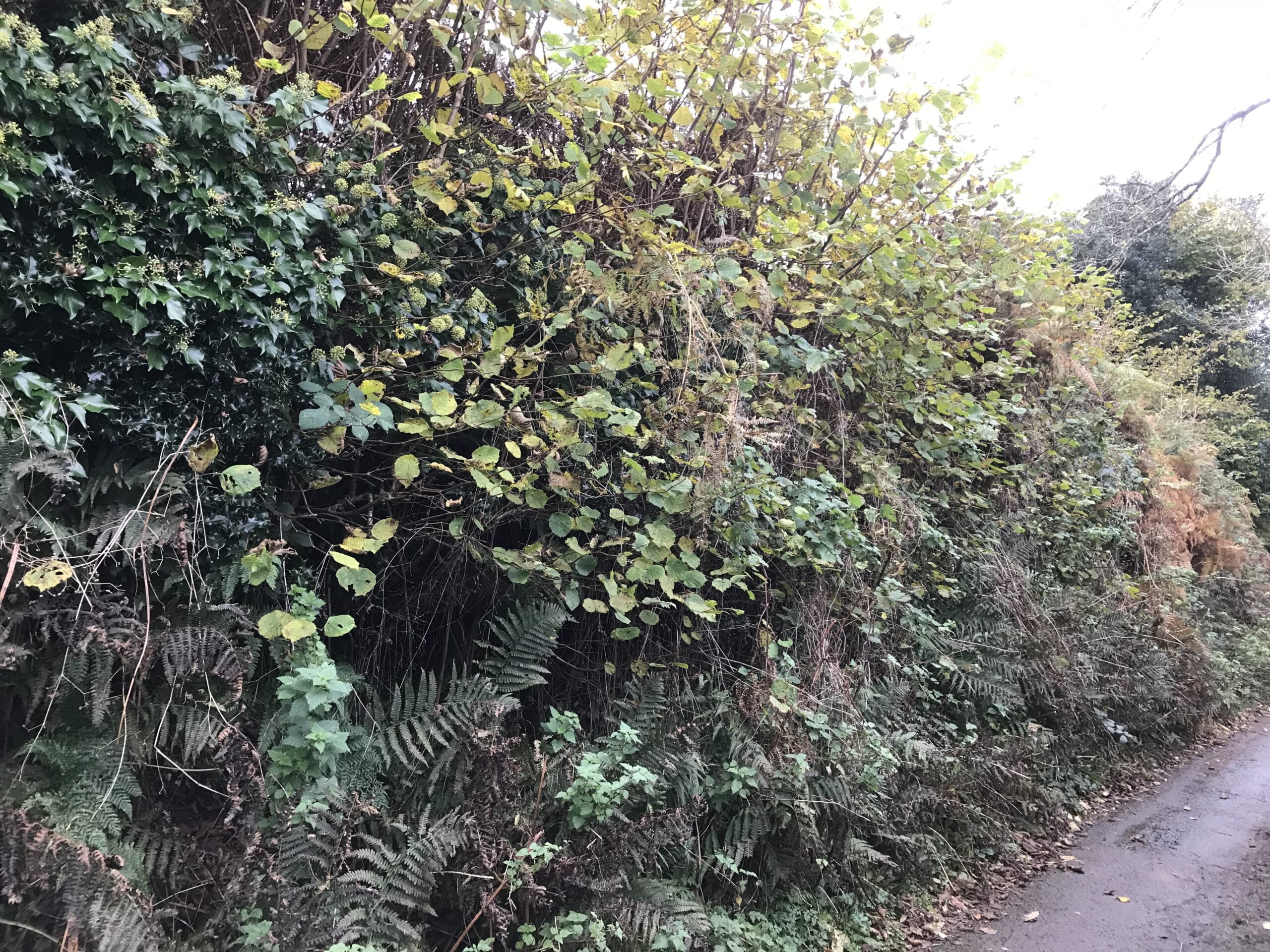 Overgrown Hedge