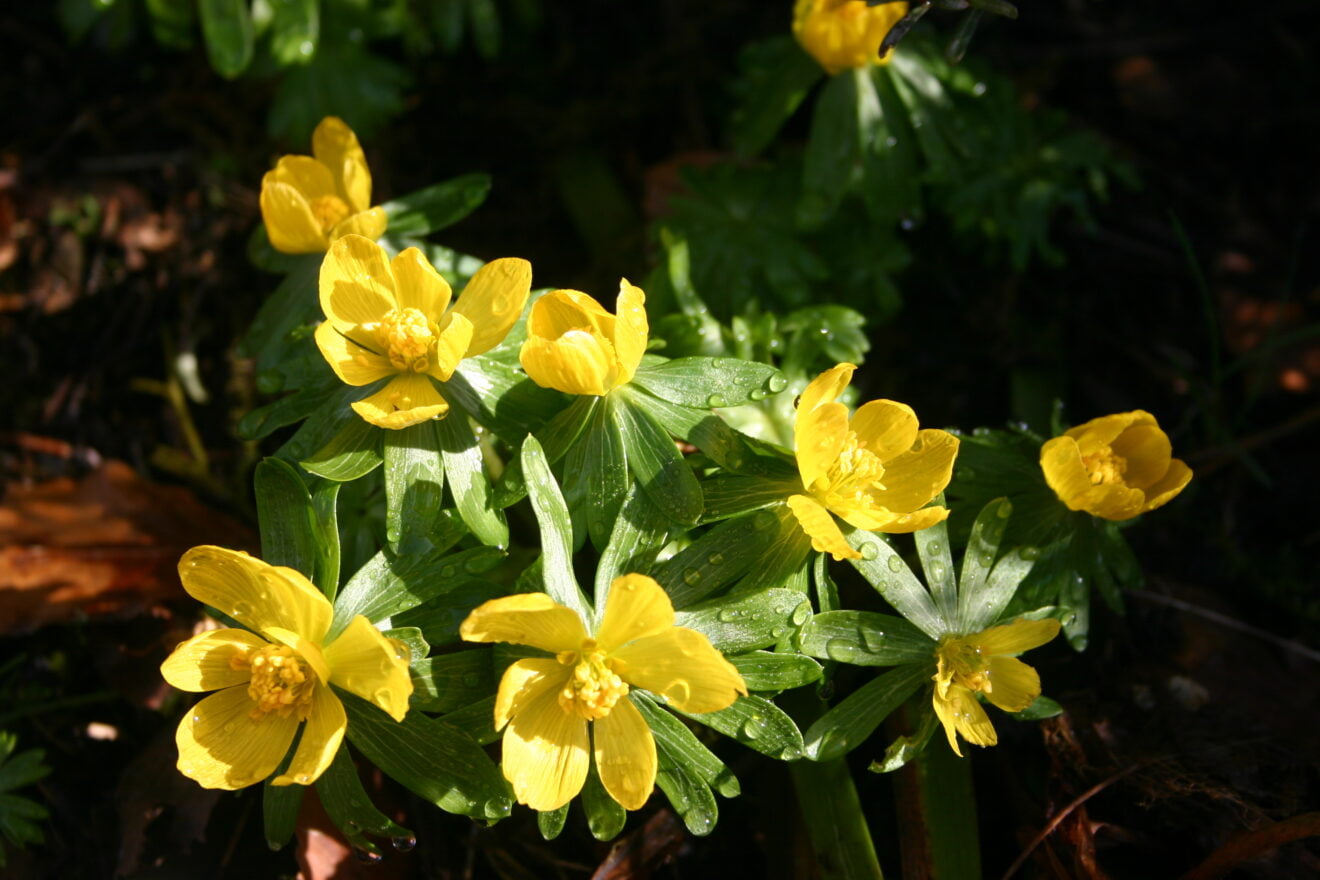 north-dartmoor-garden-club-belstone-27th-oct-belstone