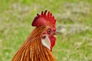 AVIAN INFLUENZA (Bird flu) image