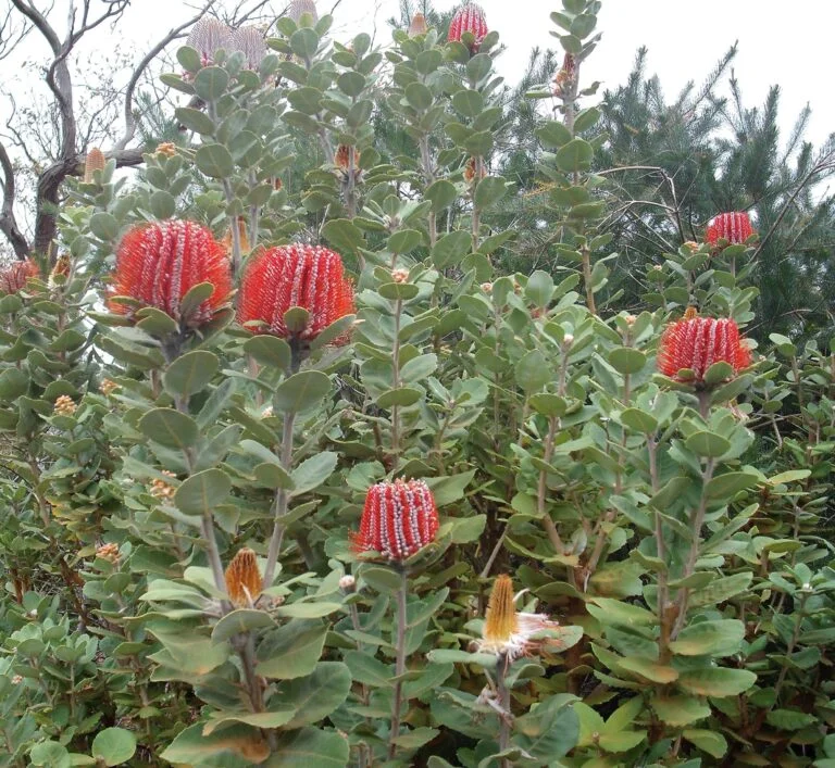 North Dartmoor Garden Club