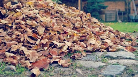 Pile of Leaves