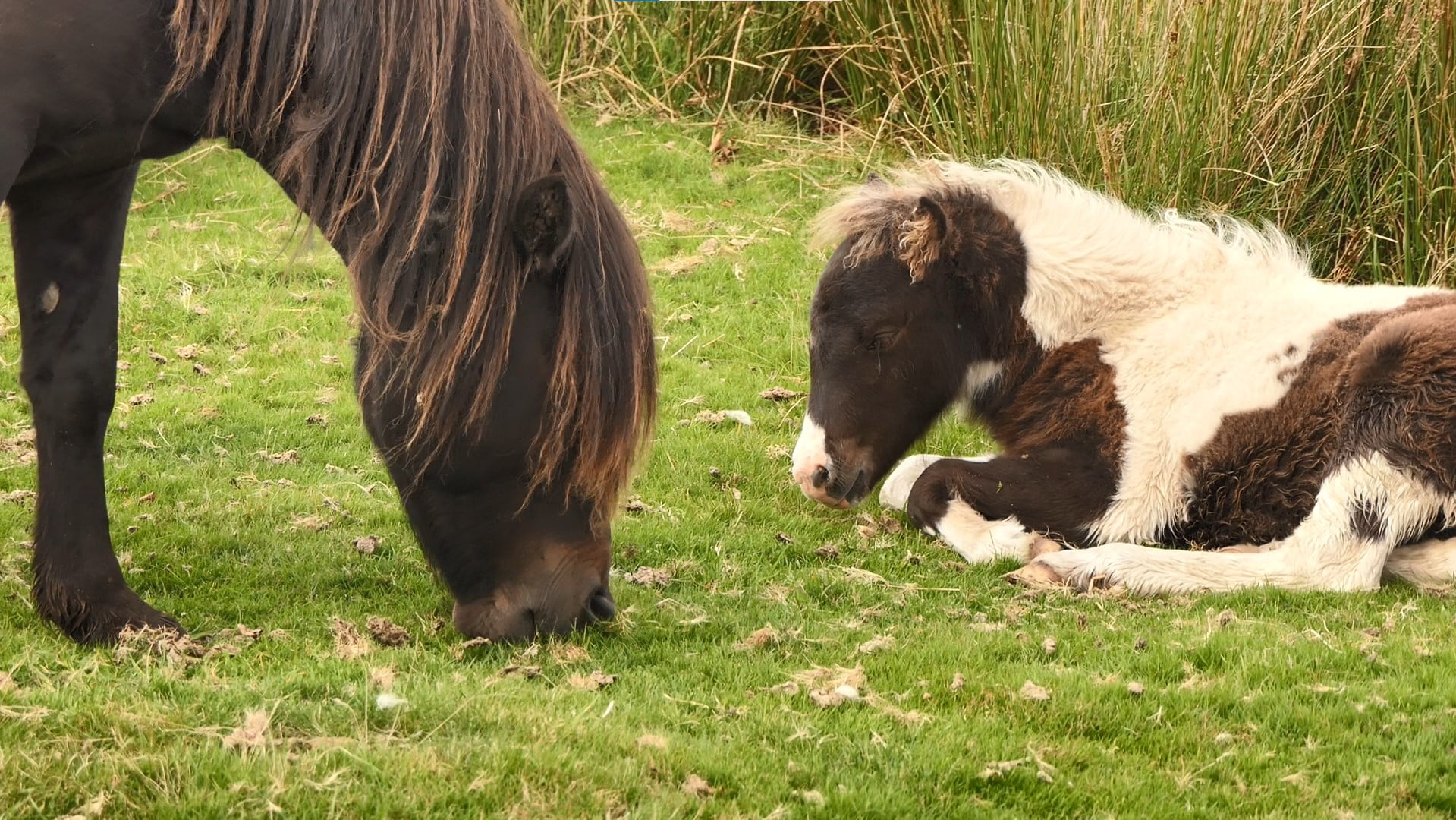 Dartmoor Ponies