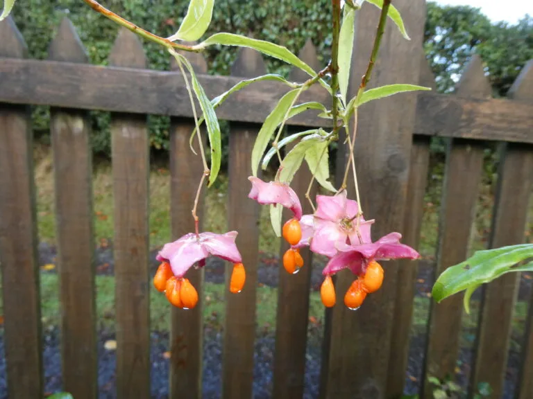 North Dartmoor Garden Club – November