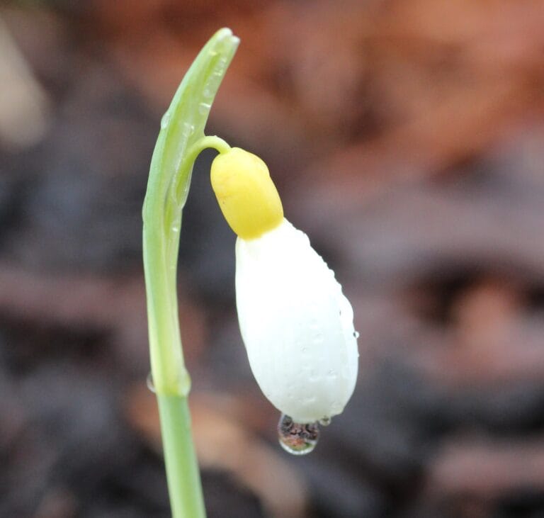 Snowdrop Sunday – Andrews Corner